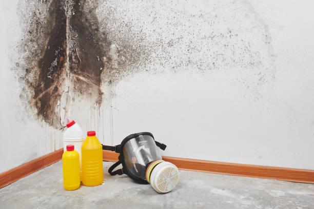 Best Home Mold Removal  in Frontenac, KS