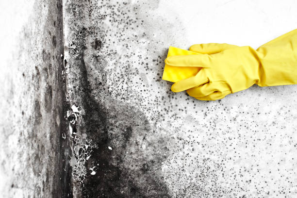 Mold Testing and Removal in Frontenac, KS