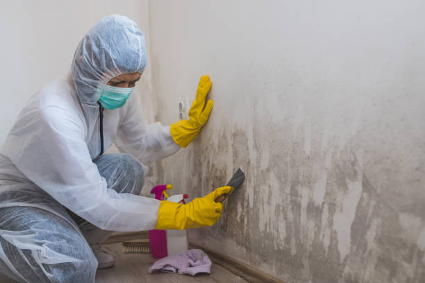Best Commercial Mold Removal  in Frontenac, KS