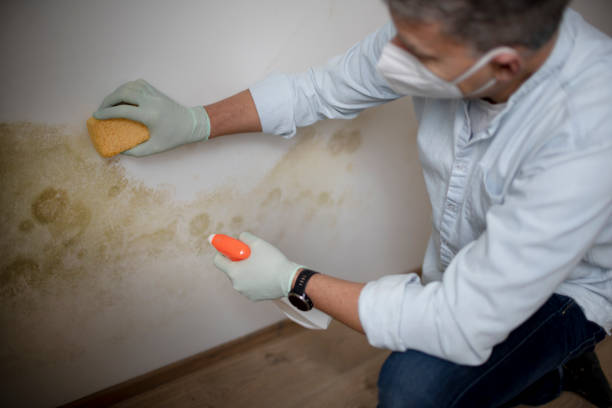 Best Mold Testing and Removal  in Frontenac, KS