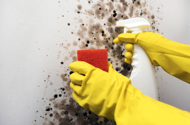 Best Mold Remediation Experts  in Frontenac, KS