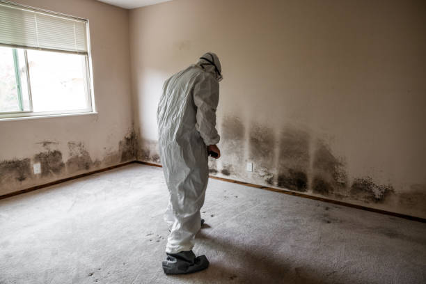 Best Toxic Mold Removal  in Frontenac, KS