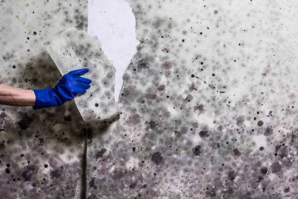 Best Attic Mold Removal  in Frontenac, KS
