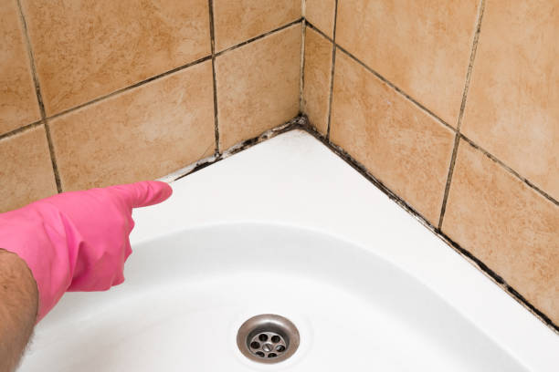Best Crawl Space Mold Removal  in Frontenac, KS